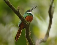 Rufous-tailed Jacamar
